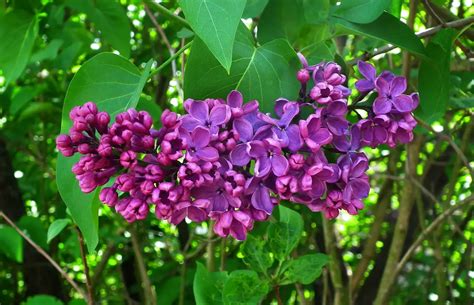Lilac Leaves Curling Causes Care And Cure Rockets Garden