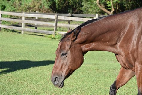 How To Tell If Your Horse Has A Sore Back What To Look For