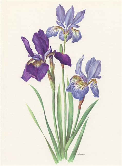 Three Purple Irises Are Shown In This Watercolor Painting By Artist