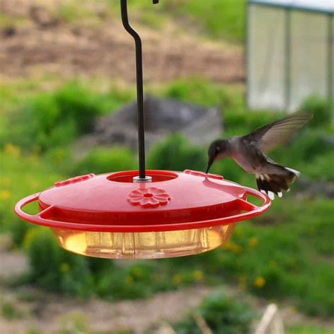 If the water is safe for you to drink without boiling it, it's okay for the birds as well. Homemade Hummingbird Food Recipe and the Best Feeder
