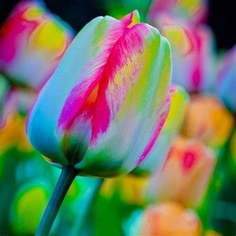 5pcs World Rare Rainbow Tulip Bulbs Seeds The Most