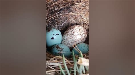 Sparrow Nest Hosting A Brown Headed Cowbird Egg Youtube