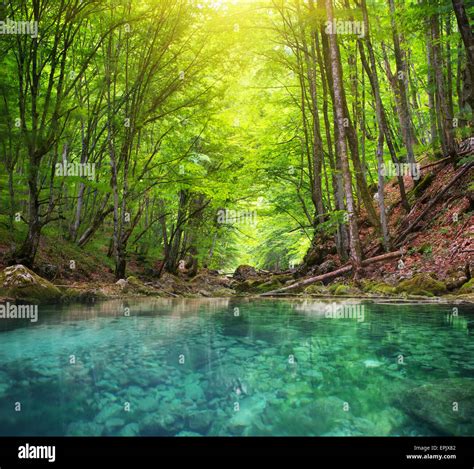 River Deep In Mountain Forest Nature Composition Stock Photo Alamy
