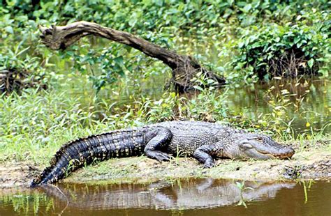 Alligator — Texas Parks And Wildlife Department