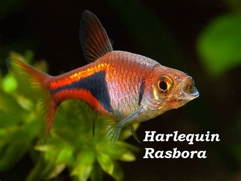 10 Ornamental Fish For Beginners