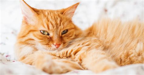 Ginger Cats Are The Friendliest According To Science