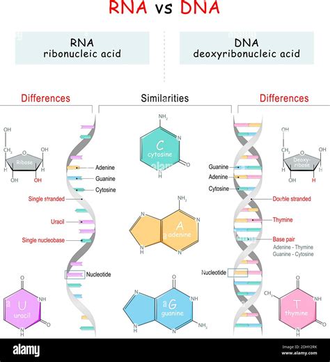 Dna Vs Rna Similarities And Differences Porn Sex Picture