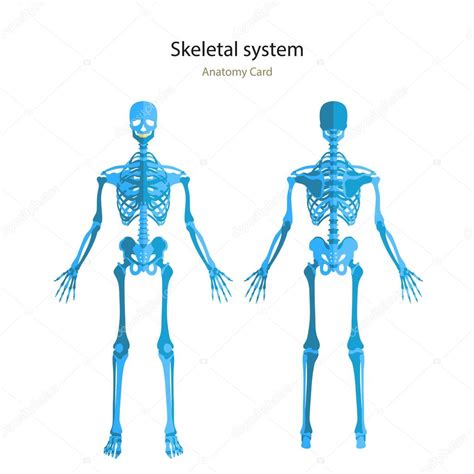 Guía De Anatomía Del Esqueleto Humano Junta Didáctica De Anatomía Del