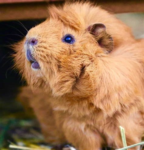 How To Conduct A Cavy Guinea Pig Health Check The Open Sanctuary