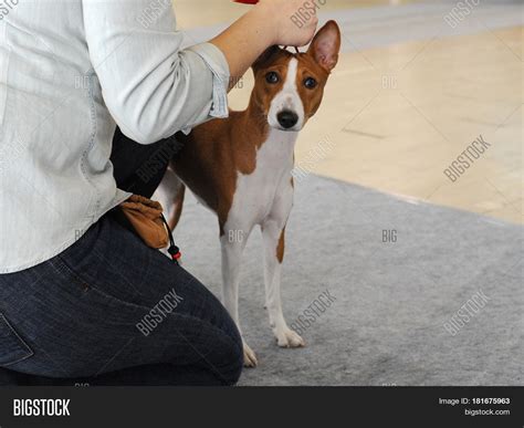 Basenji Dog Show Image And Photo Free Trial Bigstock