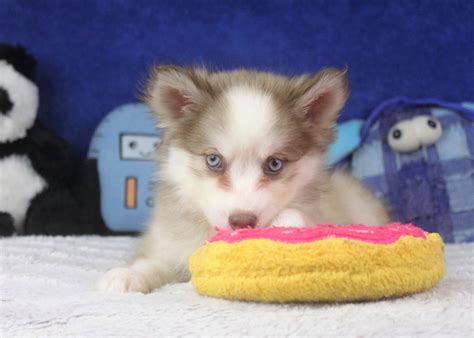 Alaskan Klee Kai Puppies For Sale Long Island Puppies