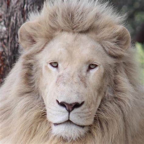 Rare White Lions For Walks And Animal Interactions Safari