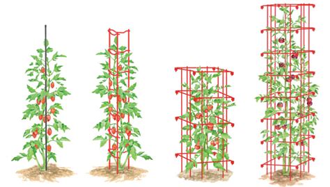 How To Stake Tomatoes Tomato Plants Support Tomato