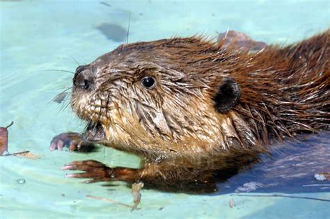 Everything Youve Ever Wanted To Know About Beavers But Were Afraid To