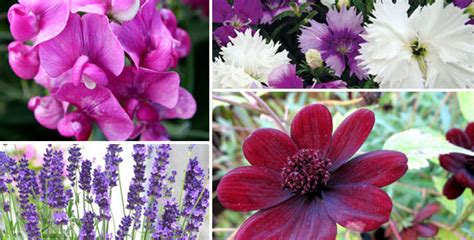 10 Most Fragrant Flowers For Your Garden Aromatic Plants