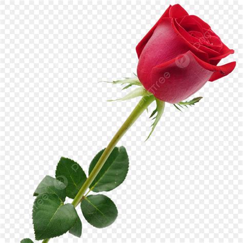 รูปกุหลาบรักโรแมนติก Png วันวาเลนไทน์ ช่อดอกไม้ กุหลาบสีแดงภาพ Png