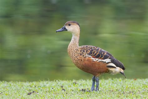 Wandering Whistling Duck Birds Of Singapore