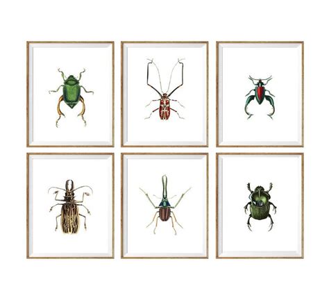 Printable Wall Art Set Of 6 Printable Beeles Set Digital Etsy Bugs