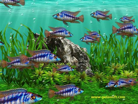 Moving Mylochromis Lateristriga Mchuse Fish Screensaver And Free Wallpaper