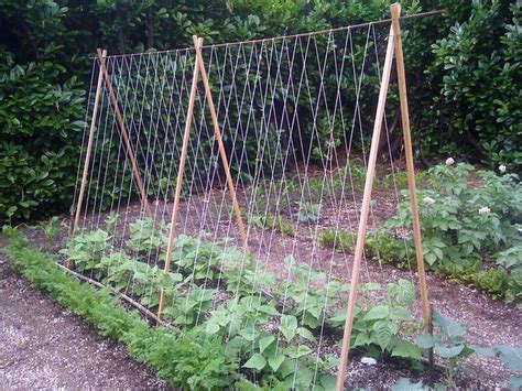 How To Make Trellis For Tomatoes My Joan Crawford Approved Tomato