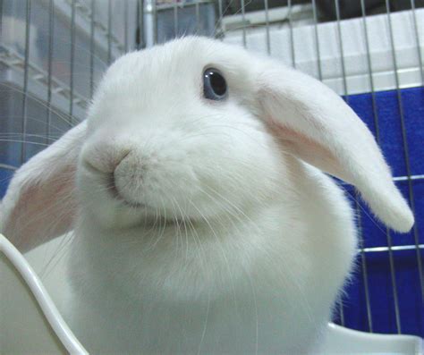 Holland Lop Blue Eyed White Bunny Rabbit Usa Cute Bunny Bunny Rabbit