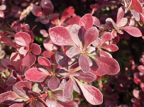 Berberis Thunbergii Atropurpurea P Pini Res De La Rivi Re