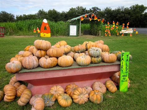It is closed on wednesday. Pumpkins at Sweet Berry Farm - Way Out West Austin - Way ...