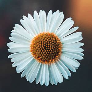 Daisy Flower Meaning Symbolism