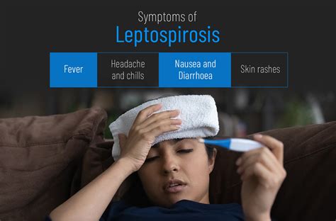 Symptoms Of Leptospirosis