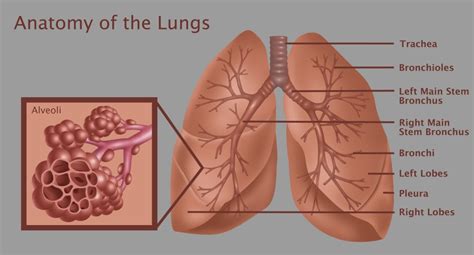 Anatomy Of The Lungs With Alveoli Poster Print By Gwen Shockeyscience