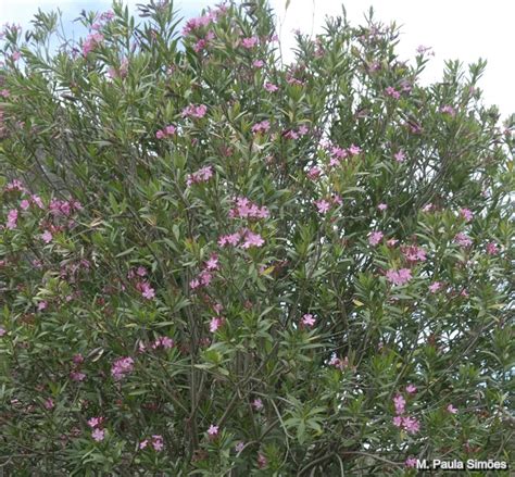 Nerium Oleander Apocynaceae Arbustos E Lianas Lenhosas Plantas