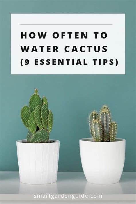 How Often To Water Cactus 9 Essential Tips Smart Garden Guide 2022