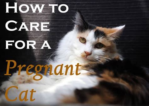 How To Care For A Pregnant Cat Cat Mania