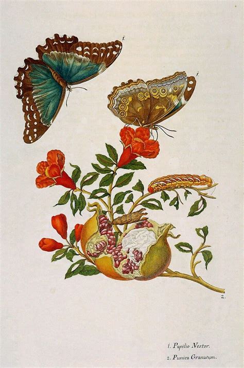 Pin By Naresh Koshta On Paintings Of Telegram Vintage Botanical