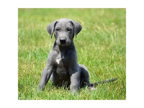 Great Dane Dog Male Blue 2150537 Petland Columbus Ohio