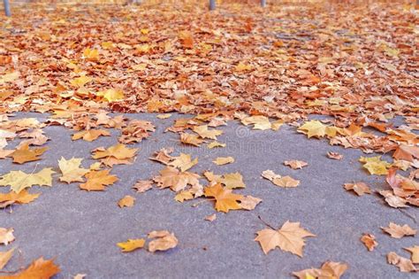 Yellow Orange And Red Autumn Leaves In Beautiful Fall Park Stock Image