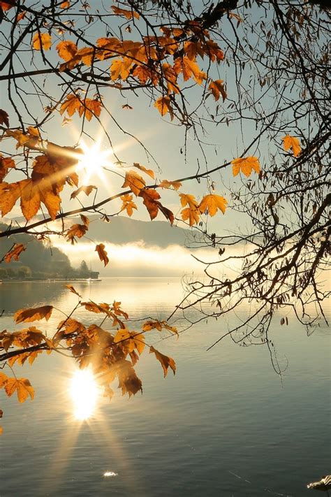 640x960 Autumn Tree Lake Sunbeams Morning 4k Iphone 4 Iphone 4s Hd 4k