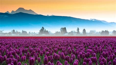 Skagit Valley Tulip Fields And Mount Baker Backiee