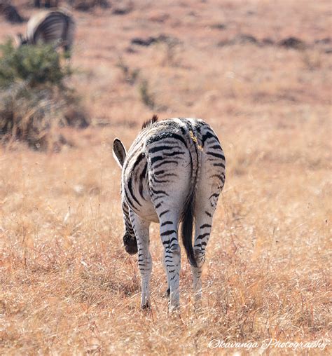Zebra Bottoms 3 By Okavanga On DeviantArt