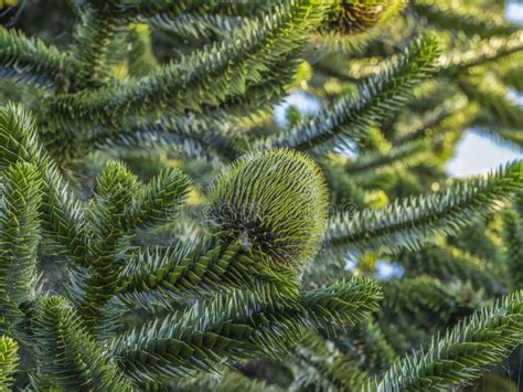 The monkey puzzle tree is an evergreen ornamental and timber conifer of the family araucariaceae. Close Up Of The Female Fruit Of The Monkey Puzzle Tree ...