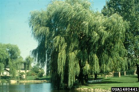 Meet A Tree Meet The Willows Salix