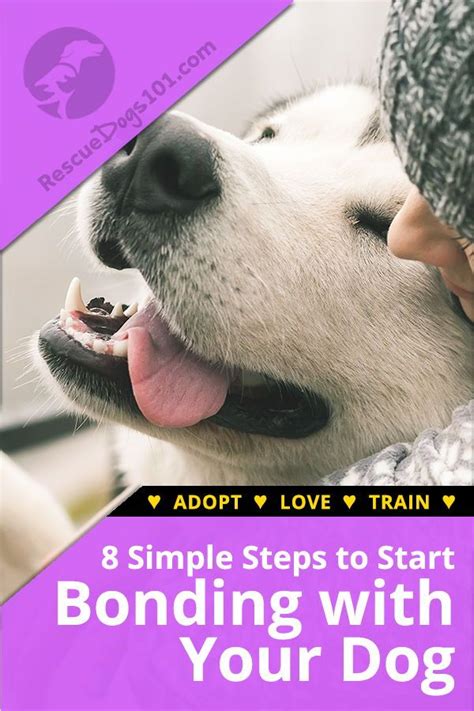 8 Very Simple Steps To Start Bonding With Your Dog And Earning His