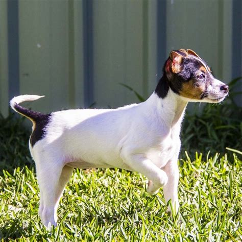 Arna Mini Foxy X Jack Russell On Trial Small Female Jack Russell Terrier X