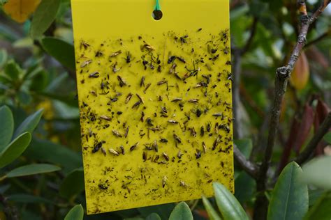 10 Pack Fruit Fly Traps Double Sided Sticky Fungus Gnat Killer Yellow