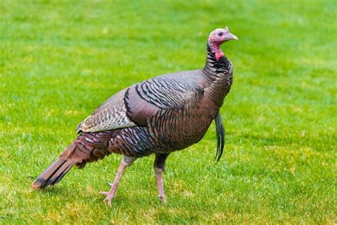 Male Vs Female Turkeys Whats The Difference With Pictures Pet Keen