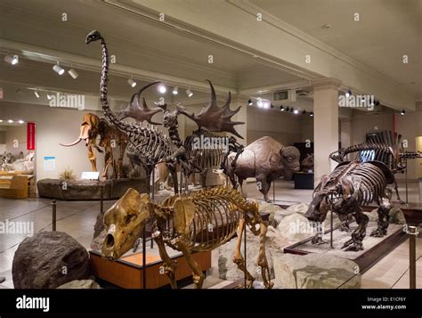 Carnegie Museum Of Natural History In Pittsburgh Pa Stock Photo