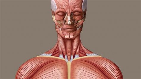 Human Muscle System Functions Diagram And Facts Britannica