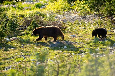 Best Time For Grizzly Bear Watching In British Columbia 2024 Roveme