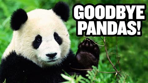 Giant Pandas Leave America Forever Us China Trade Deal China