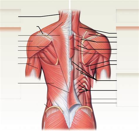 Muscles Of The Back Diagram Quizlet